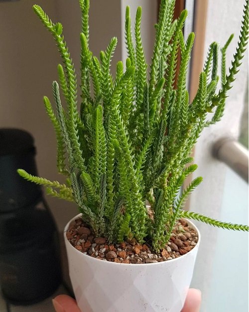 Succulents That Look Like Rosemary 5