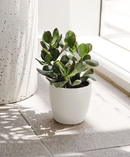 13 Cute Round Leaf Succulents | Balcony Garden Web