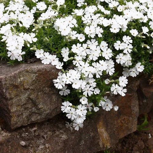 Ground Covers with White Flowers 3