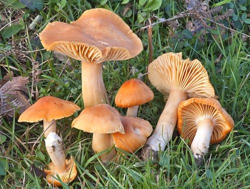 Common Mushroom Names 17