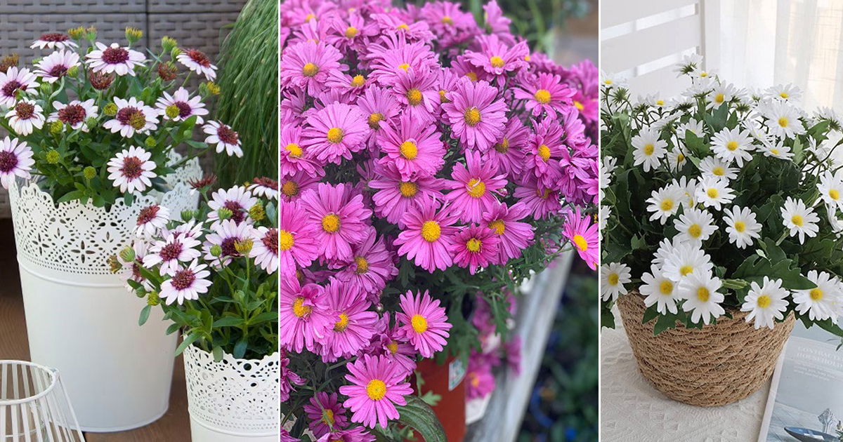 Daisy Flower Meaning And Symbolism Balcony Garden Web