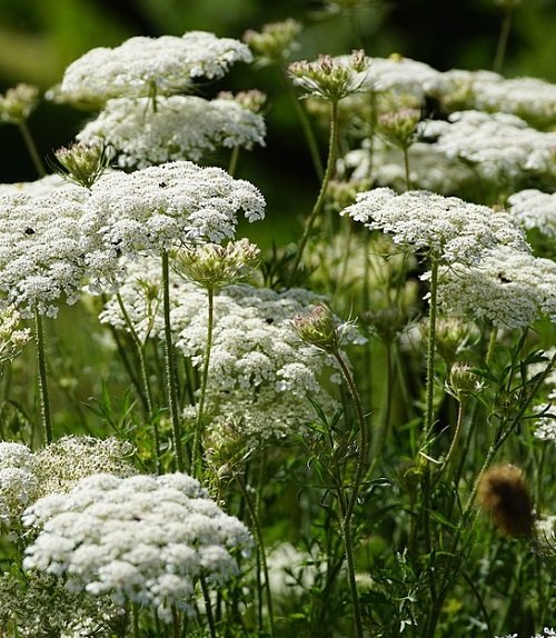 Queen anny lace Flowes That Represent Strength