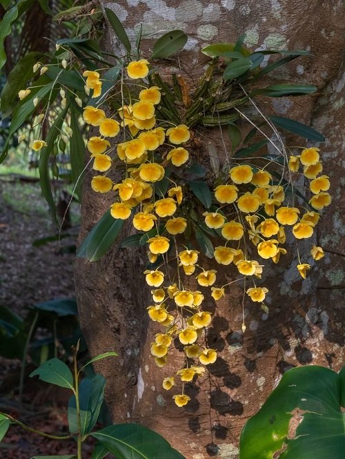 Dendrobium Lindley