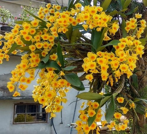 Types of Yellow Orchid Varieties 5