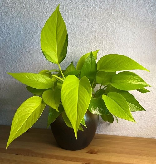 Most Resilient Houseplants 3