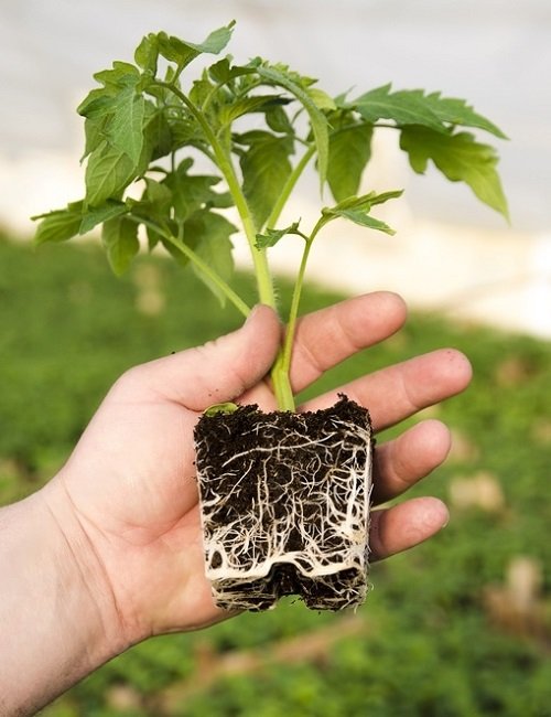 How Deep Do Tomato Roots Grow 3