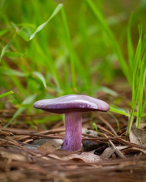 Common Mushroom Names 12