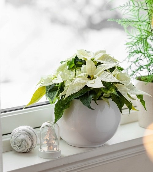 White Poinsettia Varieties 1