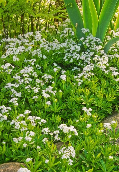 Fast Growing Ground Cover Plants
