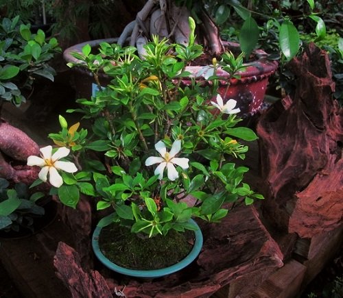 Nanu Hawaiian Flower