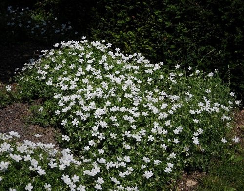 Ground Covers with White Flowers 13