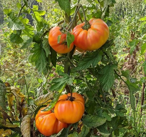 Seedless Tomato Varieties 5