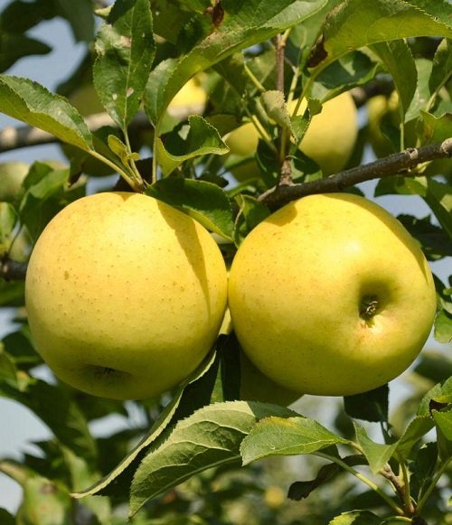 Yellow Apple Varieties 27