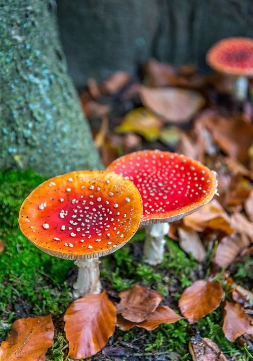 Red Mushrooms 1