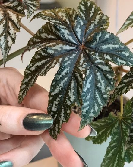 Gryphon Begonia Care and Growing Guide | Balcony Garden Web