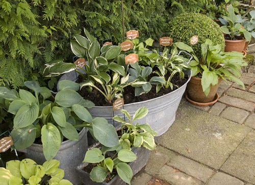 Plants for Shallow Pots 5