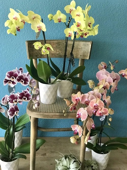 How to Get Orchids to Rebloom 2