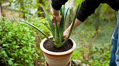 How to Re-Pot Aloe Plants the Right Way