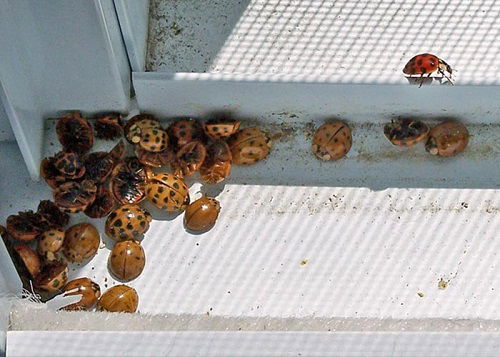 How to Prevent Ladybugs in Home