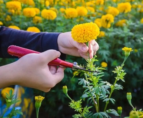 How to Grow Marigold from Cuttings 1