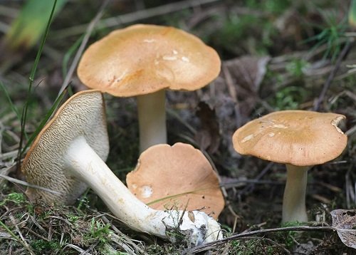 Common Mushroom Names 27