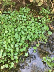 Plants That Look Like Lily Pads Balcony Garden Web