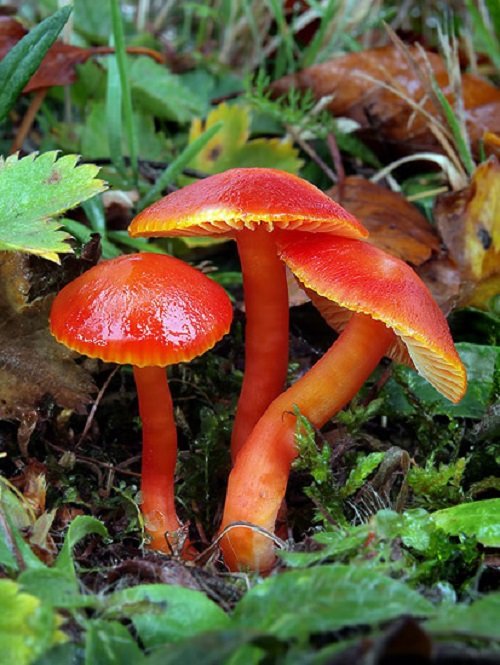 Common Mushroom Names 23