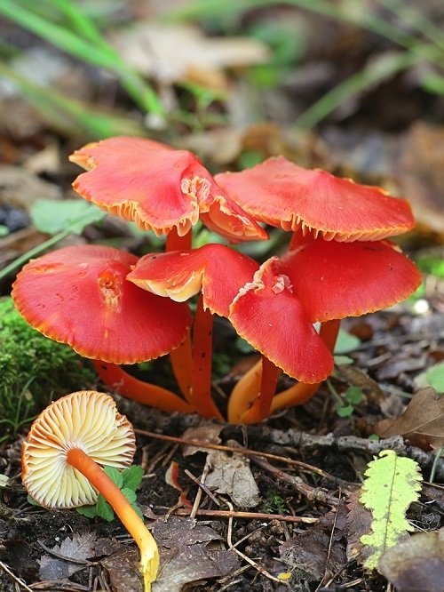 Mushrooms that Look like flowers 21