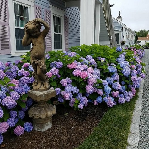 What Side of the House Do You Plant Hydrangeas 3