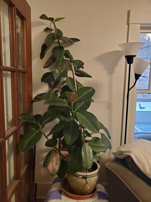 Rubber Plant Leaves Curling and Falling Off 3