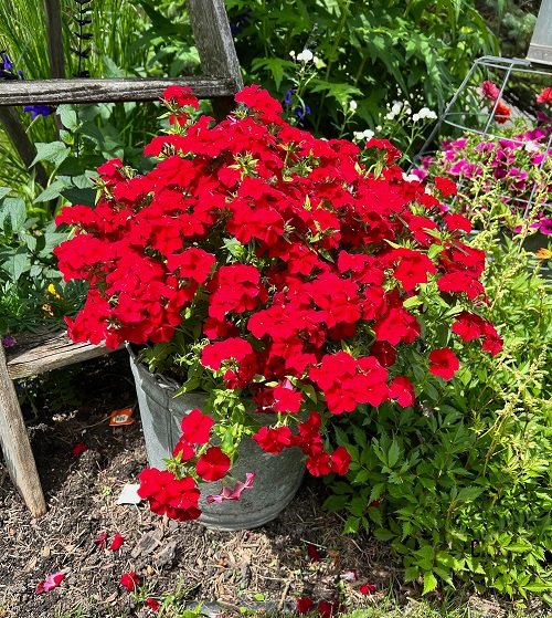 Red Outdoor Plants 15