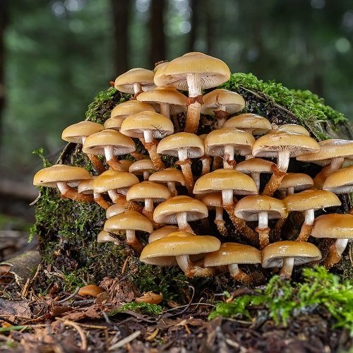 Common Mushroom Names 29
