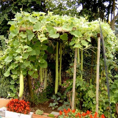 Climbing Vines of Green Vegetables