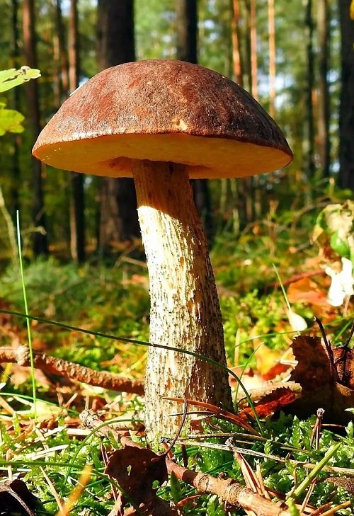 Common Mushroom Names 4