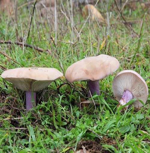 Common Mushroom Names 11