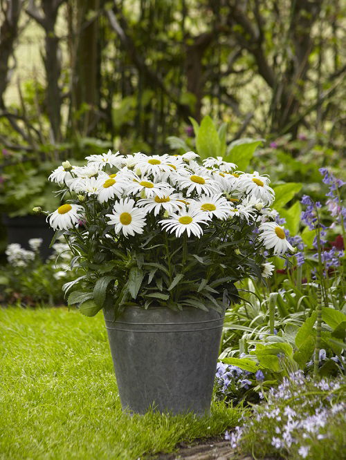 amazing Stunning White Flowers with Yellow Center