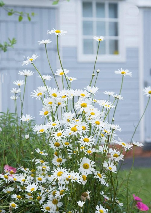 best Stunning White Flowers with Yellow Center