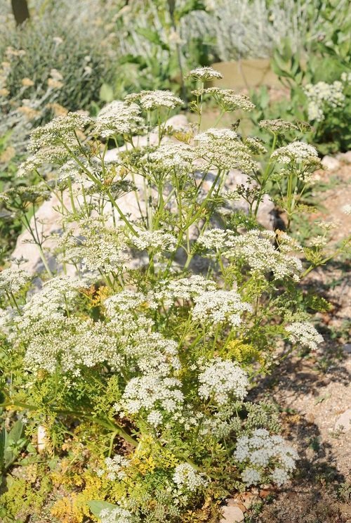 Plants with Clusters of Tiny White Flowers 15