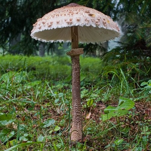 Common Mushroom Names 21