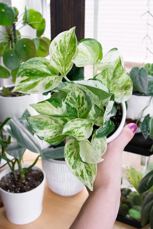 Protecting Pothos from Cold Temperatures