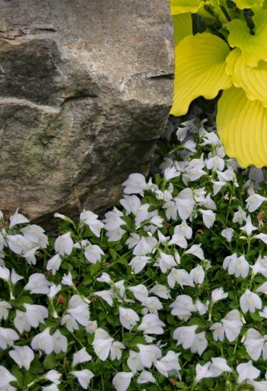 18 Beautiful Ground Covers with White Flowers