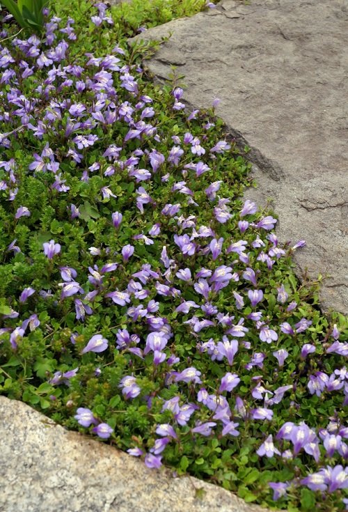 beautiful Quick-Growing Ground Cover Plants 