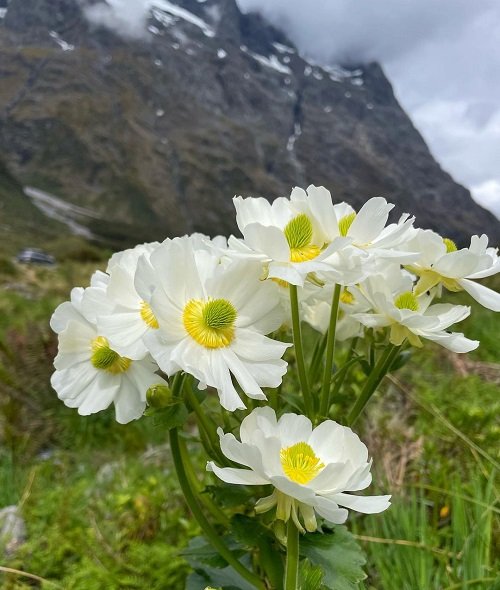 White Flowers with Yellow Center 9