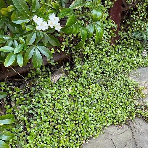 Gorgeous Ground Cover Plants with Quick Growth
