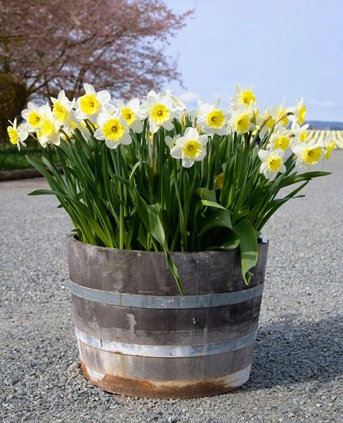 Stunning White Flowers with Yellow Center in barrel