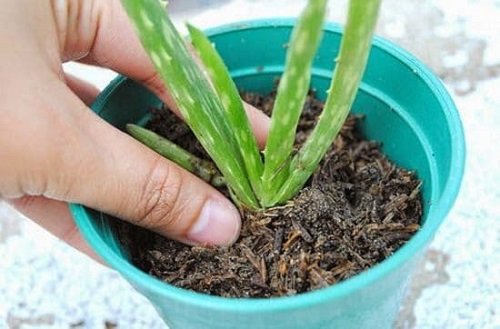 Aloe Plant in the New Pot