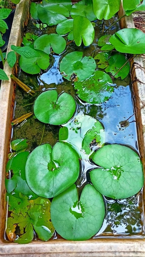 Plants Resembling Lily Pads
