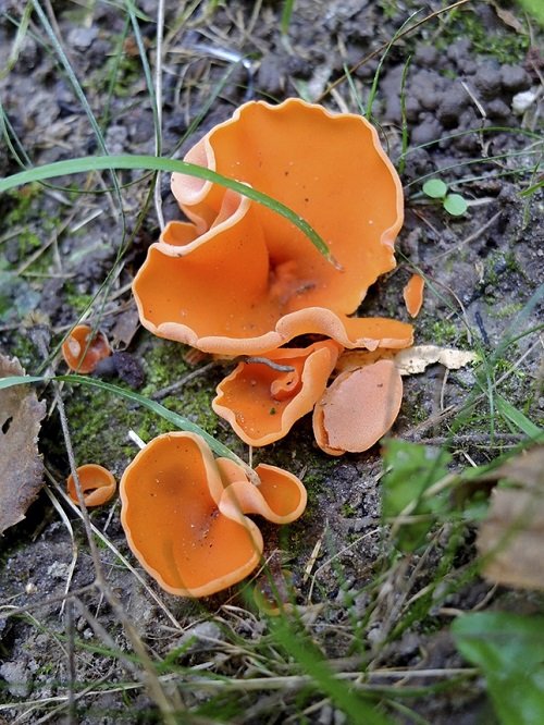 Common Mushroom Names 20