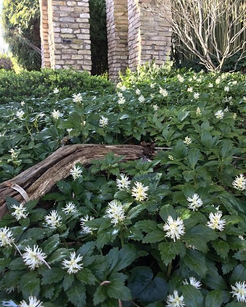 Ground Covers with White Flowers 17