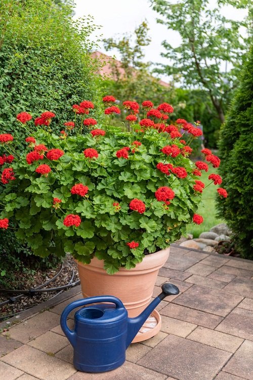 Red Outdoor Plants 8